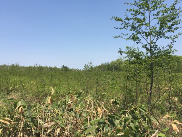 Makkari Land - Located at the base of Mt Yotei