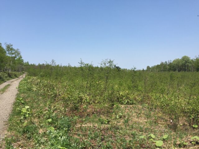 Makkari Land - Located at the base of Mt Yotei